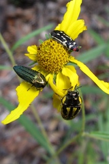 Acmaeodera amplicollis