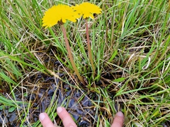 Taraxacum trilobifolium