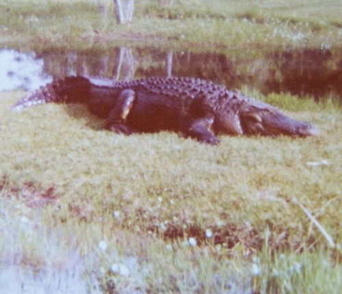 American Alligator photographed in North Carolina