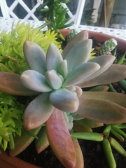 × Graptosedum