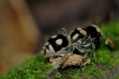 Hoplomutilla insignis