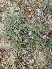 Astragalus subuliformis