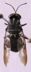 Cyphomyia