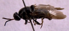 Cyphomyia