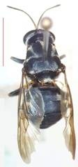 Cyphomyia