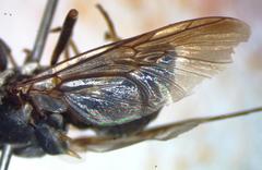 Cyphomyia