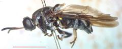Cyphomyia