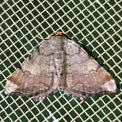 Macaria distribuaria