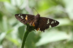 Apyrrothrix araxes