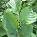 photo of Birch Family (Betulaceae)