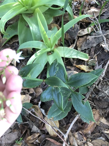 Crassula sarmentosa