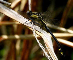 Gomphurus lineatifrons