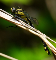 Gomphurus lineatifrons