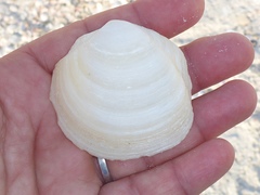 Anodontia alba