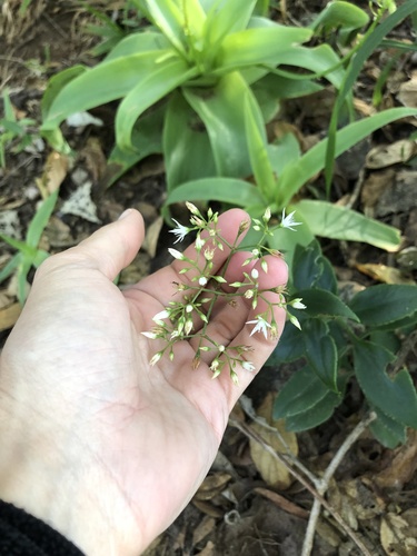 Crassula sarmentosa