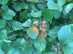 Crataegus harbisonii