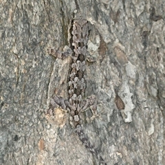 Hemidactylus platyurus