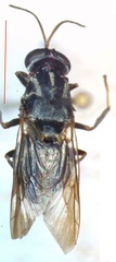 Cyphomyia