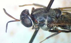 Cyphomyia