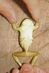 Trachycephalus imitatrix