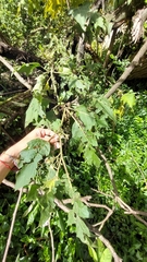 Solanum stellatiglandulosum