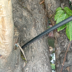 Hemidactylus platyurus