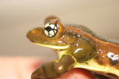 Trachycephalus imitatrix