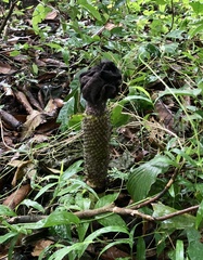 Amorphophallus paeoniifolius