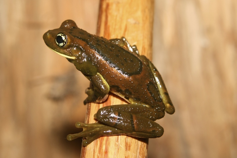Rio Golden-Eyed Treefrog
