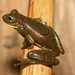 Rio Golden-eyed Tree Frog - Photo (c) Diogo B. Provete, some rights reserved (CC BY-NC), uploaded by Diogo B. Provete