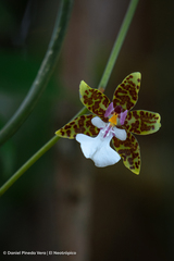 Oncidium leucochilum