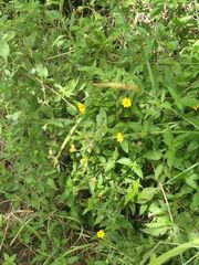 Acmella oppositifolia