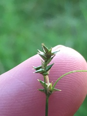 Carex texensis