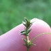 Texas Sedge - Photo (c) Dwayne Estes, some rights reserved (CC BY-NC), uploaded by Dwayne Estes
