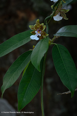 Oncidium leucochilum