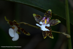 Oncidium leucochilum