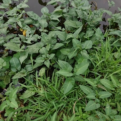 Ipomoea aquatica