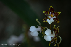 Oncidium leucochilum