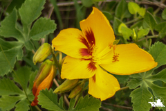 Cochlospermum wrightii