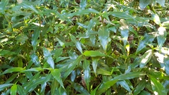 Coleotrype natalensis