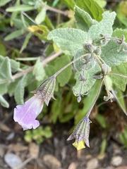 Lepechinia cardiophylla