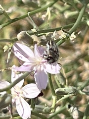 Acmaeodera pubiventris lanata