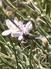 Acmaeodera pubiventris lanata