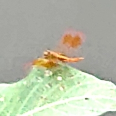 Brachythemis contaminata