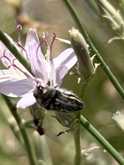 Acmaeodera pubiventris lanata