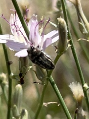 Acmaeodera pubiventris lanata
