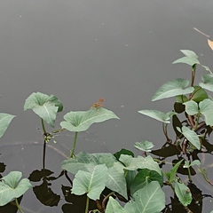 Brachythemis contaminata