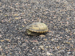 Kinosternon flavescens