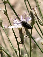 Acmaeodera pubiventris lanata