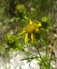 Dysodiopsis tagetoides